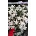 Еделвайс в саксия пред ЦЪФТЕЖ сорт Edelweiss Stella Alpina white